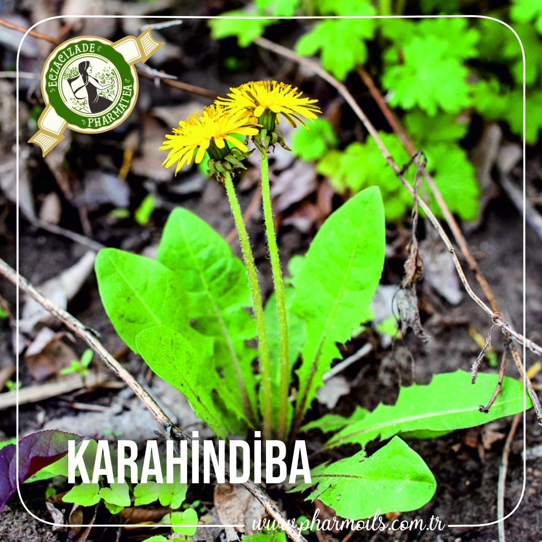 KARAHİNDİBA PHARMOİLS BİTKİSEL FİTOTERAPİNİN BİLİMLE VE SANATLA